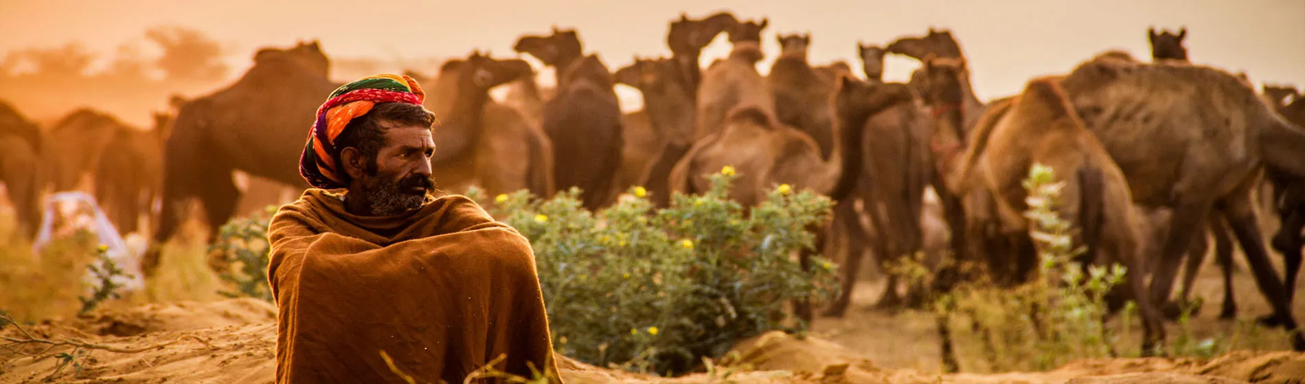 Camel herder in the Rajasthan desert