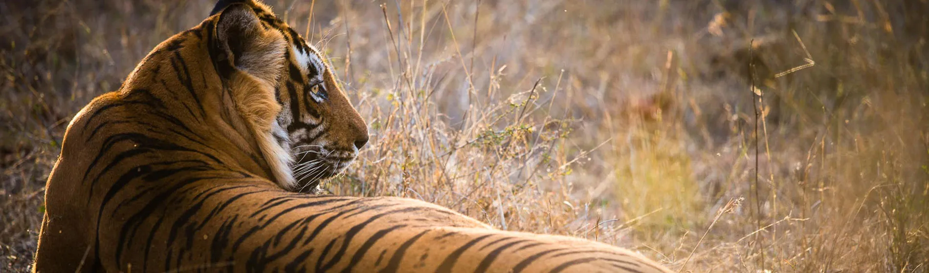 Tiger on a wildlife safari in India